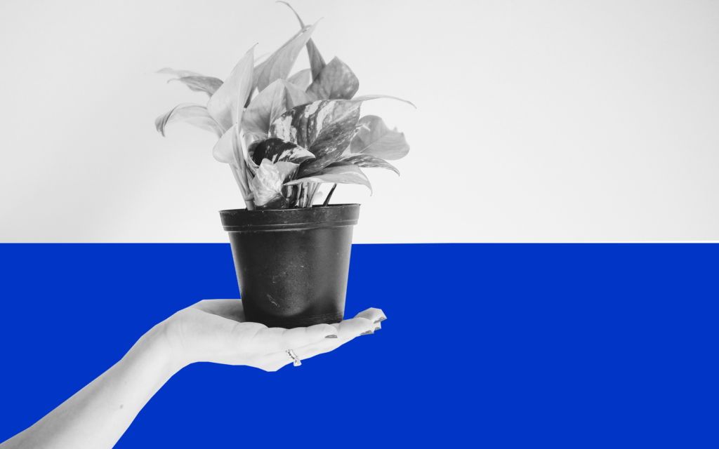 Woman's hand holding a potted plant